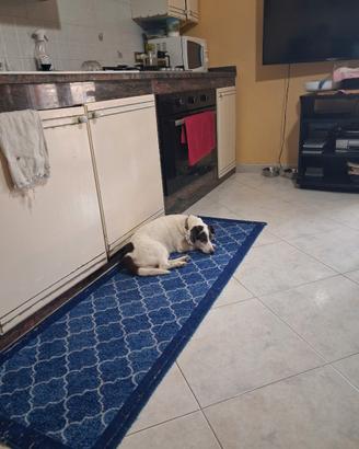 Cane di piccola taglia
