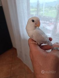 Inseparabili femmina allevata a mano