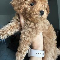 Barboncino maschio red taglia piccola