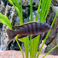 Ciclidi malawi - Salerno