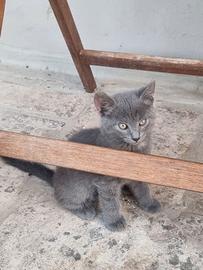 Gattini simil Certosino