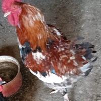 Gallo razza Marans