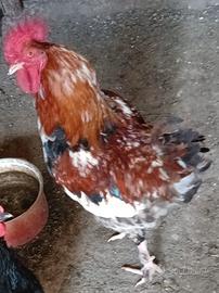 Gallo razza Marans