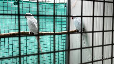 Coppia di pdc diluiti