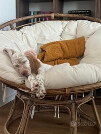 Cuccioli di Setter Inglese