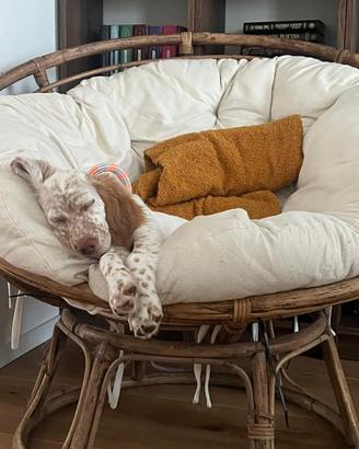 Cuccioli di Setter Inglese