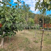 Terreno Agricolo Castel San Giorgio