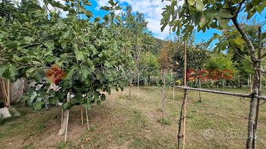 Terreno Agricolo Castel San Giorgio
