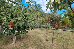 Terreno Agricolo Castel San Giorgio