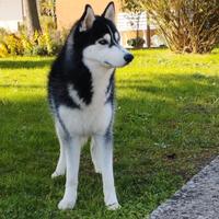 Husky maschio per monta