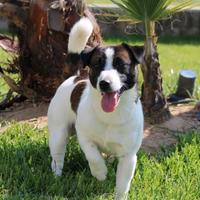 Jack Russell Terrier