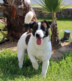 Jack Russell Terrier