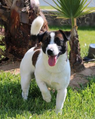 Jack Russell Terrier