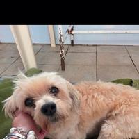 Cane femmina rinuncia proprietà o simile