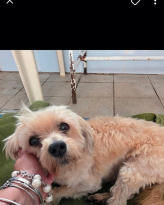 Cane femmina rinuncia proprietà o simile