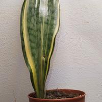 Sanseveria Masoniana