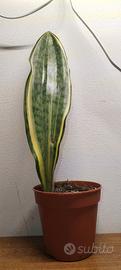 Sanseveria Masoniana