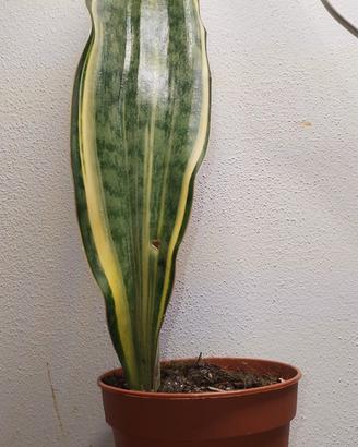 Sanseveria Masoniana