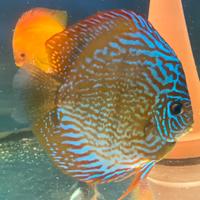 Discus