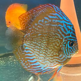 Discus