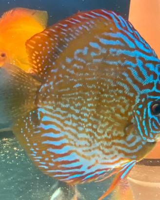 Discus