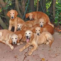 Cuccioli di Golden retriver