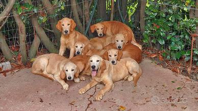 Cuccioli di Golden retriver