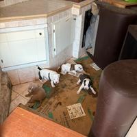 Pit Bull UKC Red Nose Black Nose