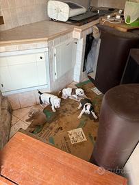 Pit Bull UKC Red Nose Black Nose