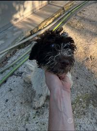 Lagotto da tartufo