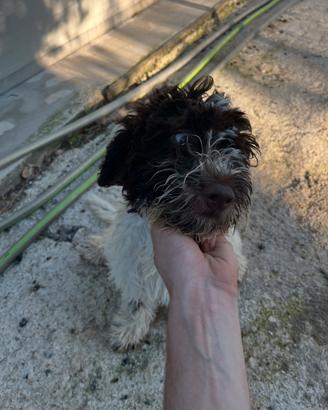 Lagotto da tartufo