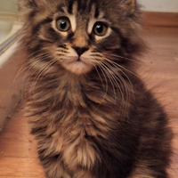 Maine Coon cuccioli