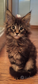 Maine Coon cuccioli