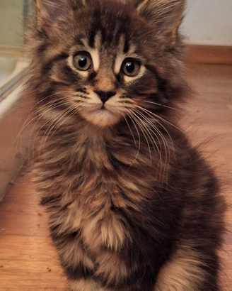 Maine Coon cuccioli