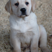 Labrador retriever cuccioli maschi miele