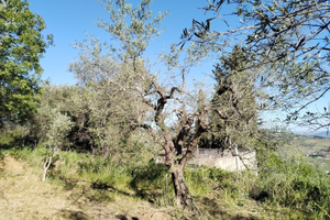 Terreno con fabbricato