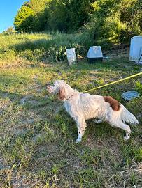 Cane setter inglese