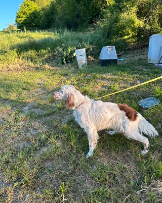 Cane setter inglese