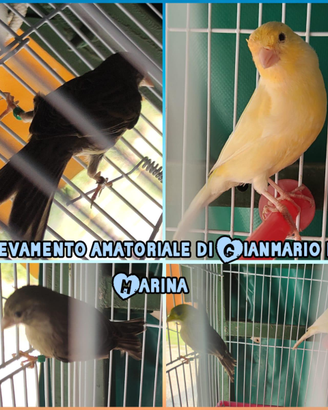 Coppia