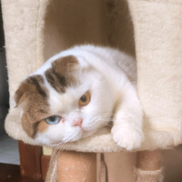 Accoppiamento monta maschio scottish fold