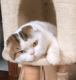 Accoppiamento monta maschio scottish fold