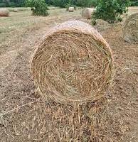 Fieno di avena e veccia 