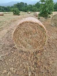 Fieno di avena e veccia 