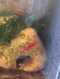 Caridina rossa fire sakura