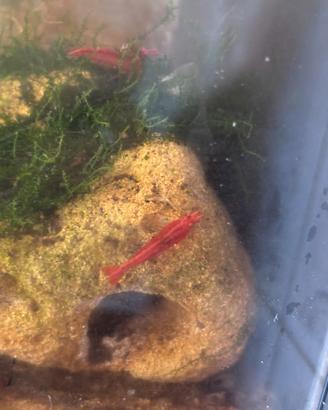 Caridina rossa fire sakura