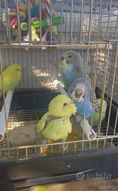 Cocorite allevate a mano