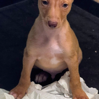 Cuccioli purissimi di cirneco dell'Etna