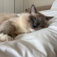 Maschio ragdoll disponibile per monte/accoppiament