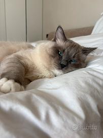 Maschio ragdoll disponibile per monte/accoppiament