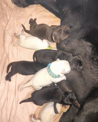 Labrador retriever